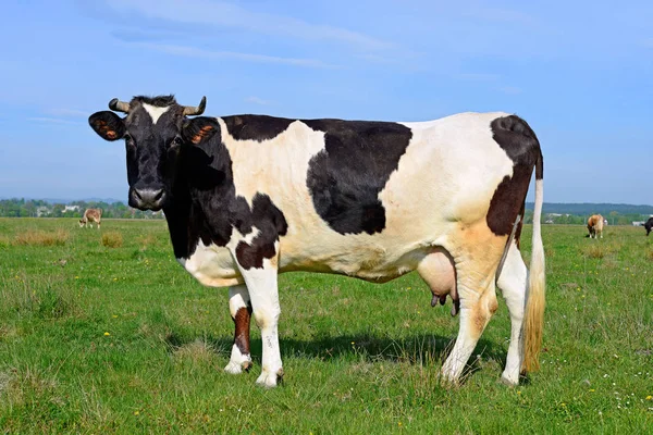 Primo Piano Bella Mucca Bianco Nero Sul Prato — Foto Stock