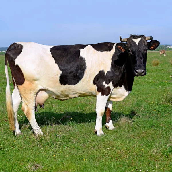 Close Beautiful Black White Cow Meadow — Stock Photo, Image