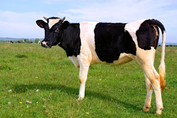 Primo Piano Bella Mucca Bianco Nero Sul Prato — Foto Stock