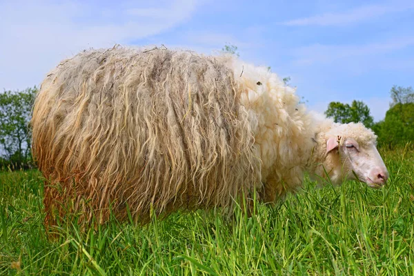 Nahaufnahme Eines Weißen Schafes Auf Grünem Gras — Stockfoto