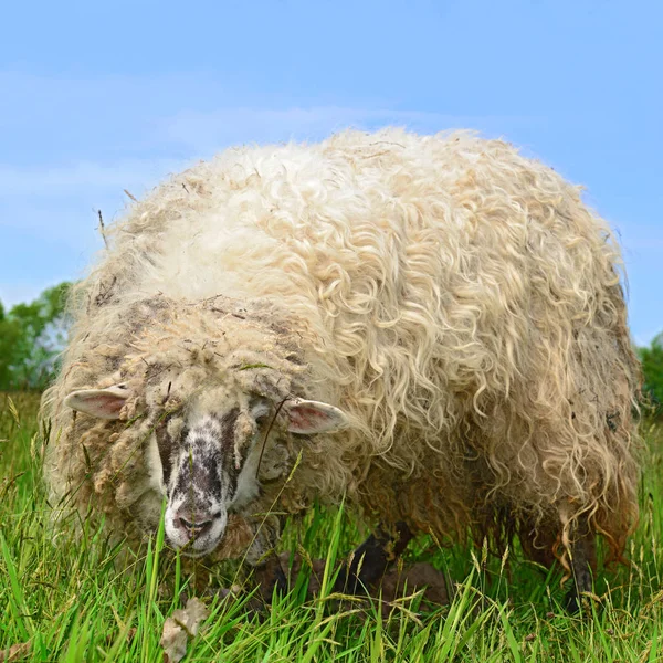 White Sheep Blue Sky Clouds Background — Stock fotografie