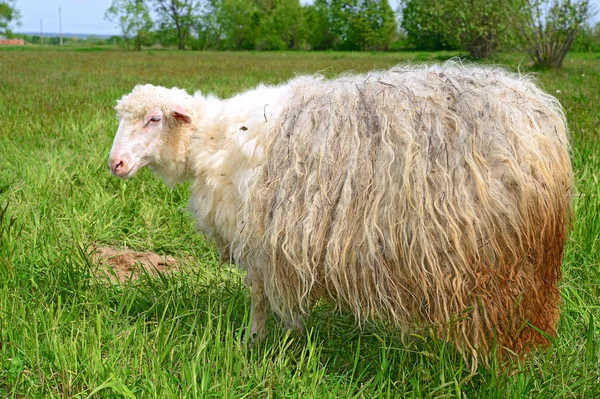 Closeup Shot White Sheep Green Grass — Zdjęcie stockowe