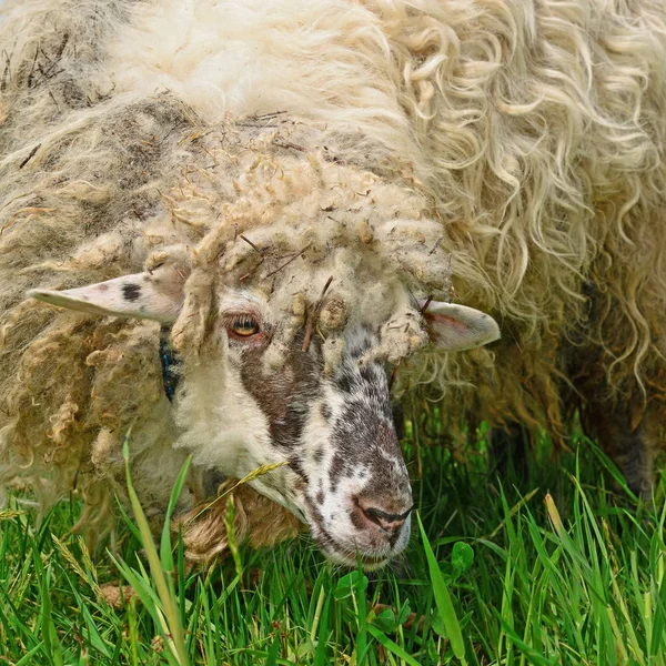 Eine Junge Ziege Frisst Eine Kuh Auf Der Weide — Stockfoto