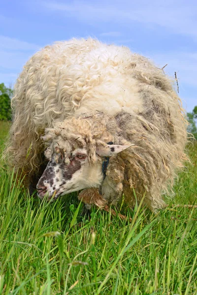 Close Schot Van Een Wit Schaap Een Groen Gras — Stockfoto