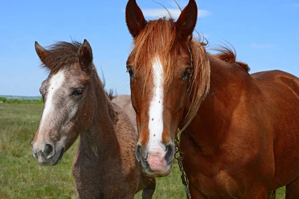 Beautiful Horses Pasture — Stock Photo, Image