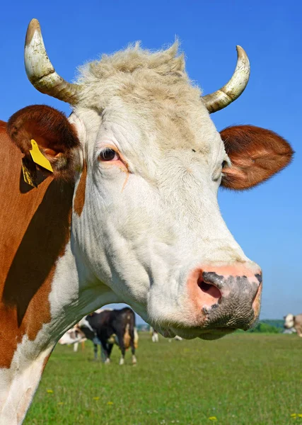Primer Plano Hermosa Vaca Marrón Blanca Prado — Foto de Stock