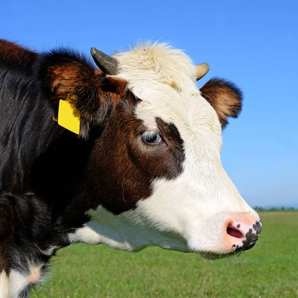 Primer Plano Hermosa Vaca Blanca Negra Prado — Foto de Stock