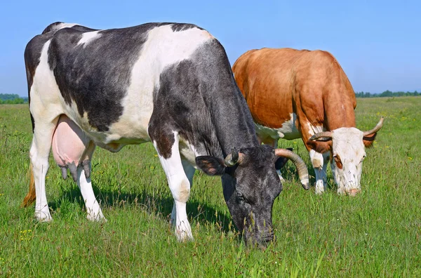 Sapi Padang Rumput Musim Panas — Stok Foto