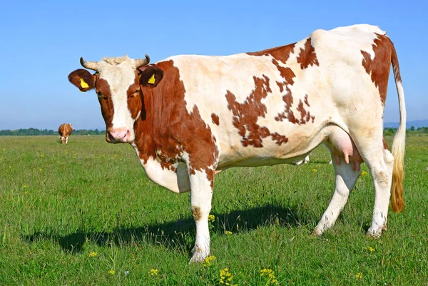 Close Beautiful Brown White Cow Meadow — стоковое фото