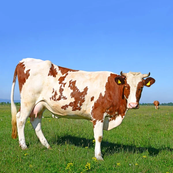 Close Beautiful Brown White Cow Meadow — Stock Photo, Image