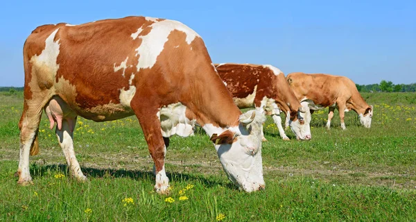 Tehenek Nyári Legelőn — Stock Fotó