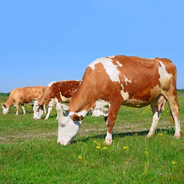 Tehenek Nyári Legelőn — Stock Fotó