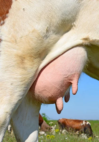 Udder Young Cow Close — Stockfoto