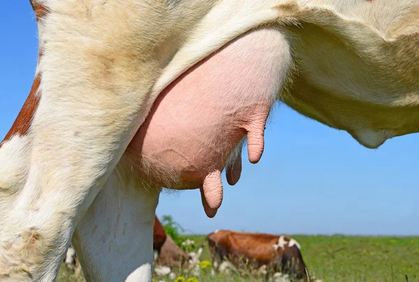 Udder Una Vaca Joven Cerca —  Fotos de Stock