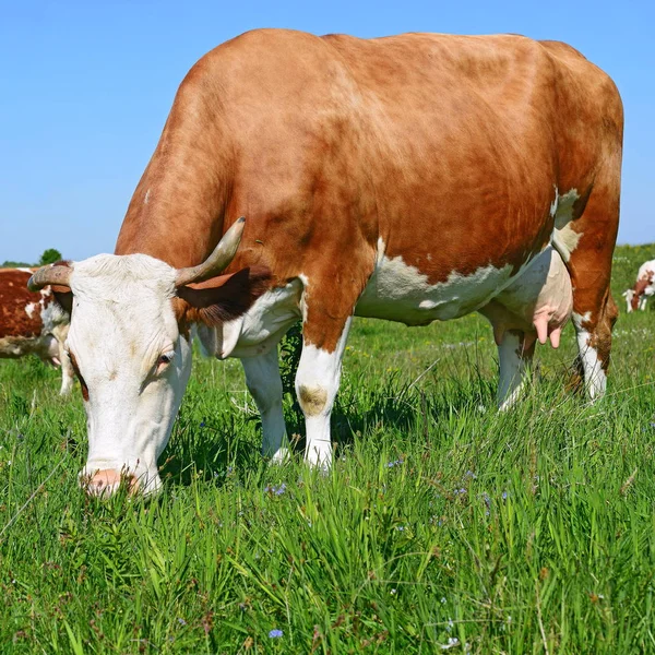 Gros Plan Belle Vache Brune Blanche Sur Prairie — Photo