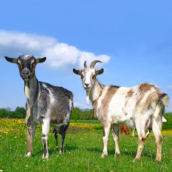 Las Cabras Sobre Pasto Veraniego — Foto de Stock