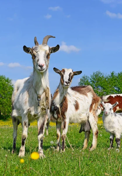 Ziegen Auf Einer Sommerweide — Stockfoto