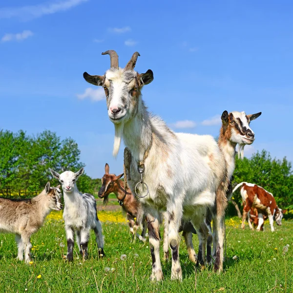 Ziegen Auf Einer Sommerweide — Stockfoto