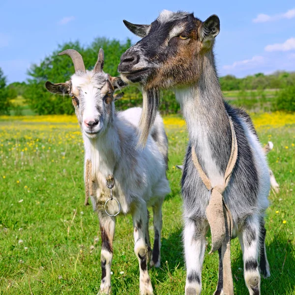 Chèvres Dans Pâturage Été — Photo