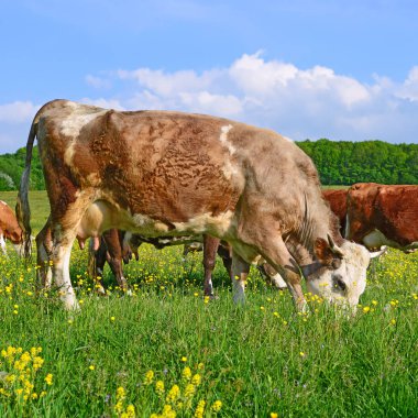 Yaz otlağında inekler