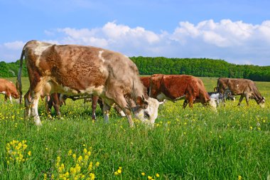 Yaz otlağında inekler