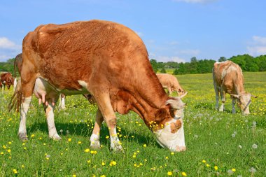 Yaz otlağında inekler