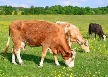 Yaz otlağında inekler