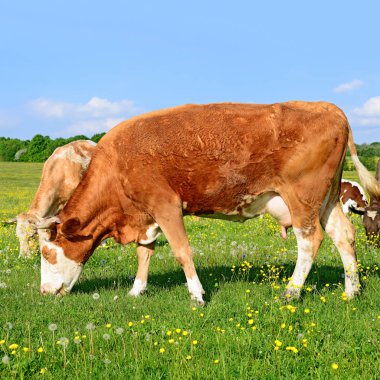 Yaz otlağında inekler