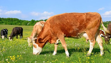 Yaz otlağında inekler