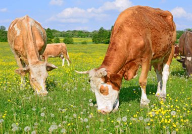Yaz otlağında inekler