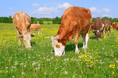Yaz otlağında inekler