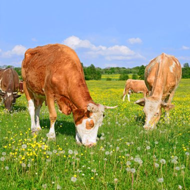 Yaz otlağında inekler