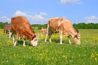 Yaz otlağında inekler
