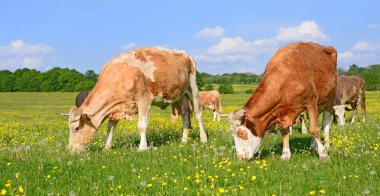 Yaz otlağında inekler