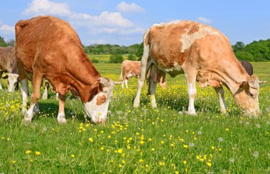 Yaz otlağında inekler