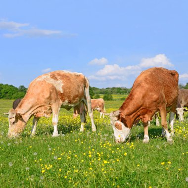 Yaz otlağında inekler