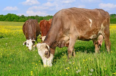 Yaz otlağında inekler