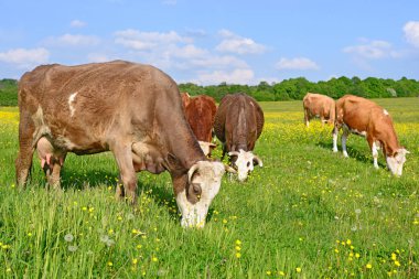Yaz otlağında inekler