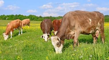 Yaz otlağında inekler