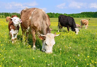 bir yaz yaz kırsal manzara mera üzerinde ineklerin.