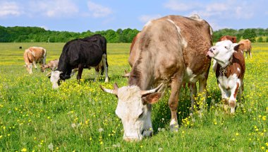 bir yaz yaz kırsal manzara mera üzerinde ineklerin.