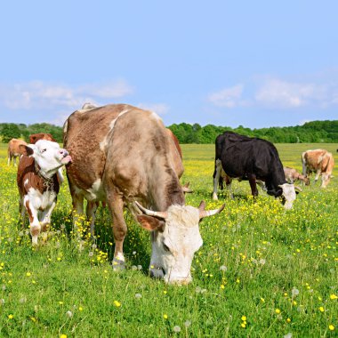bir yaz yaz kırsal manzara mera üzerinde ineklerin.