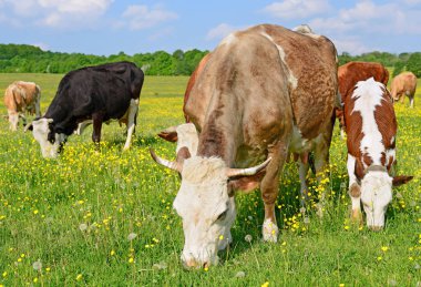 bir yaz yaz kırsal manzara mera üzerinde ineklerin.