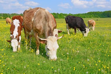 bir yaz yaz kırsal manzara mera üzerinde ineklerin.