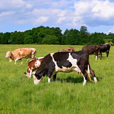 Yaz mera üzerinde otlatma inekler