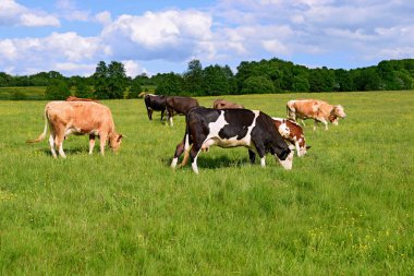 Yaz mera üzerinde otlatma inekler