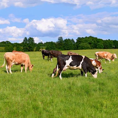 Yaz mera üzerinde otlatma inekler