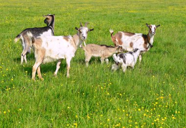 Organik çiftliğin otlağındaki keçiler