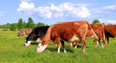 Yaz mera üzerinde otlatma inekler