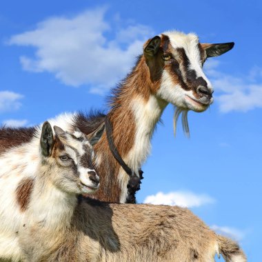 Keçi ve çocuk organik çiftliğin çayırında